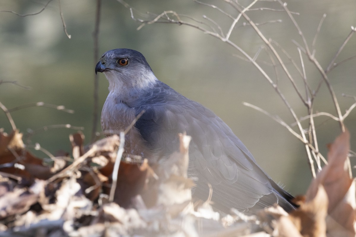 Cooper's Hawk - ML425846911