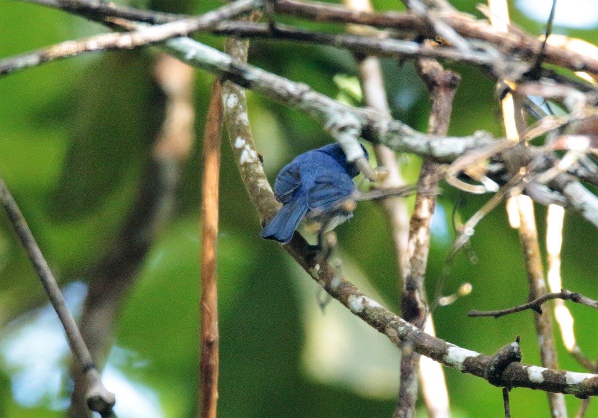 Papamoscas sp. (Cyornis sp.) - ML42584771