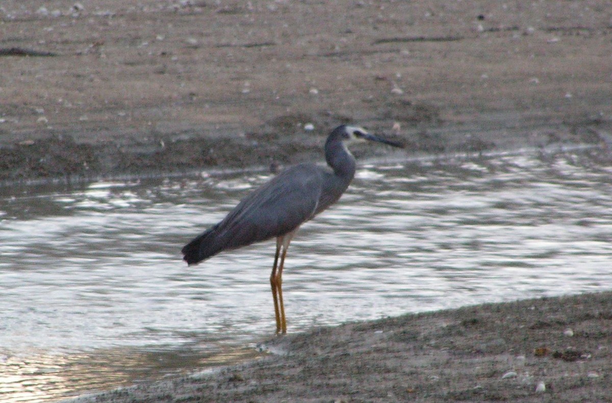 Pacific Reef-Heron - ML425847761