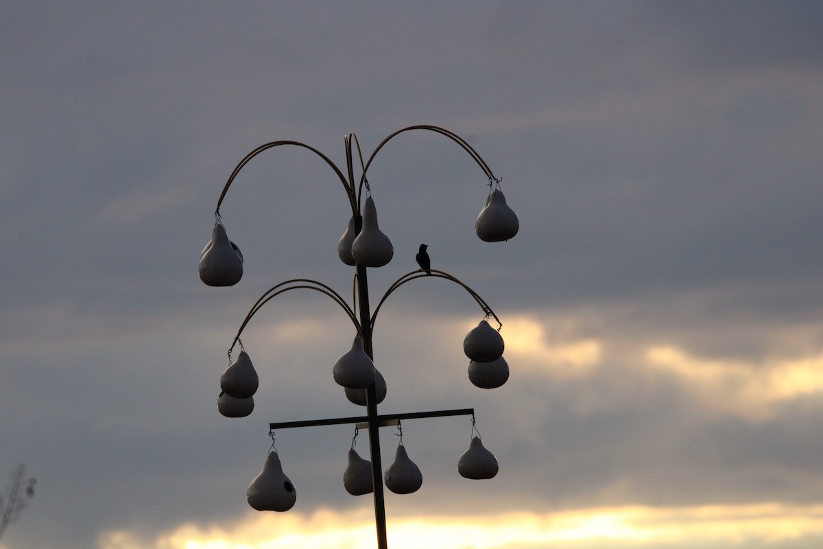 Purple Martin - Susan Wood