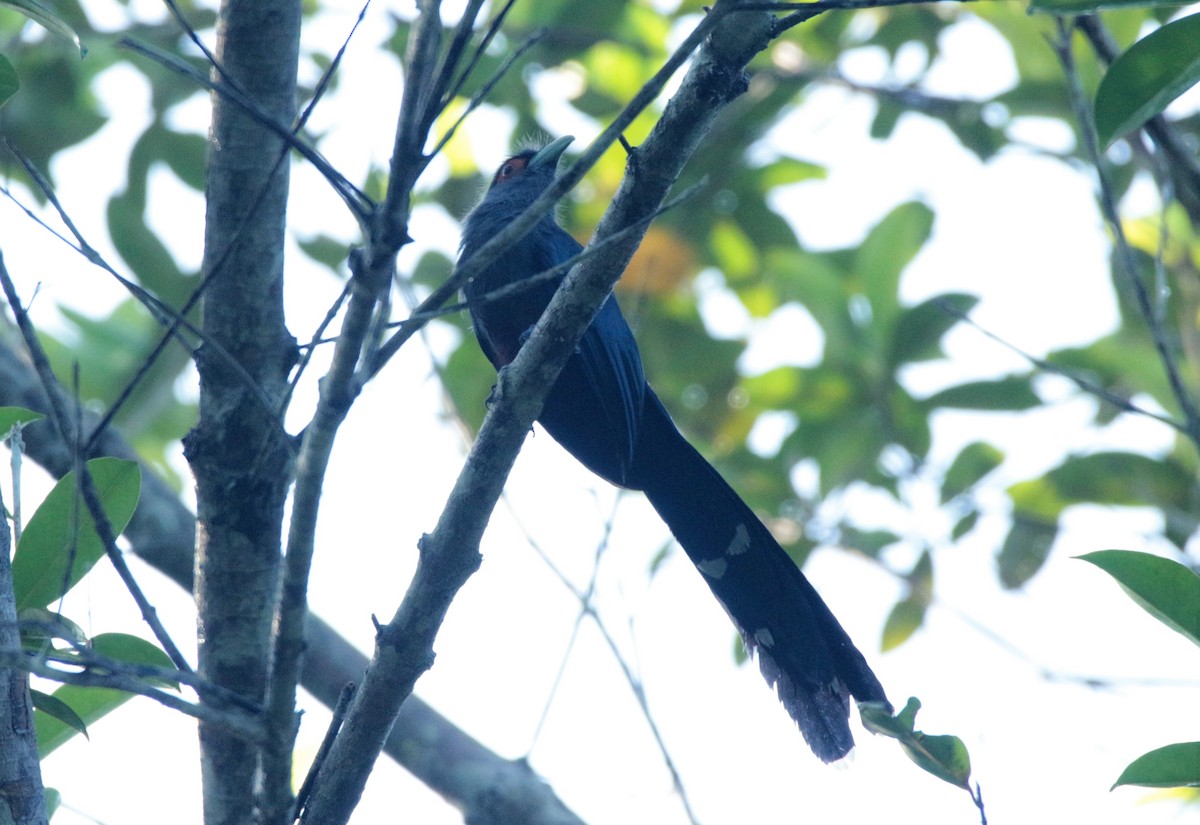 Chestnut-bellied Malkoha - ML42585271