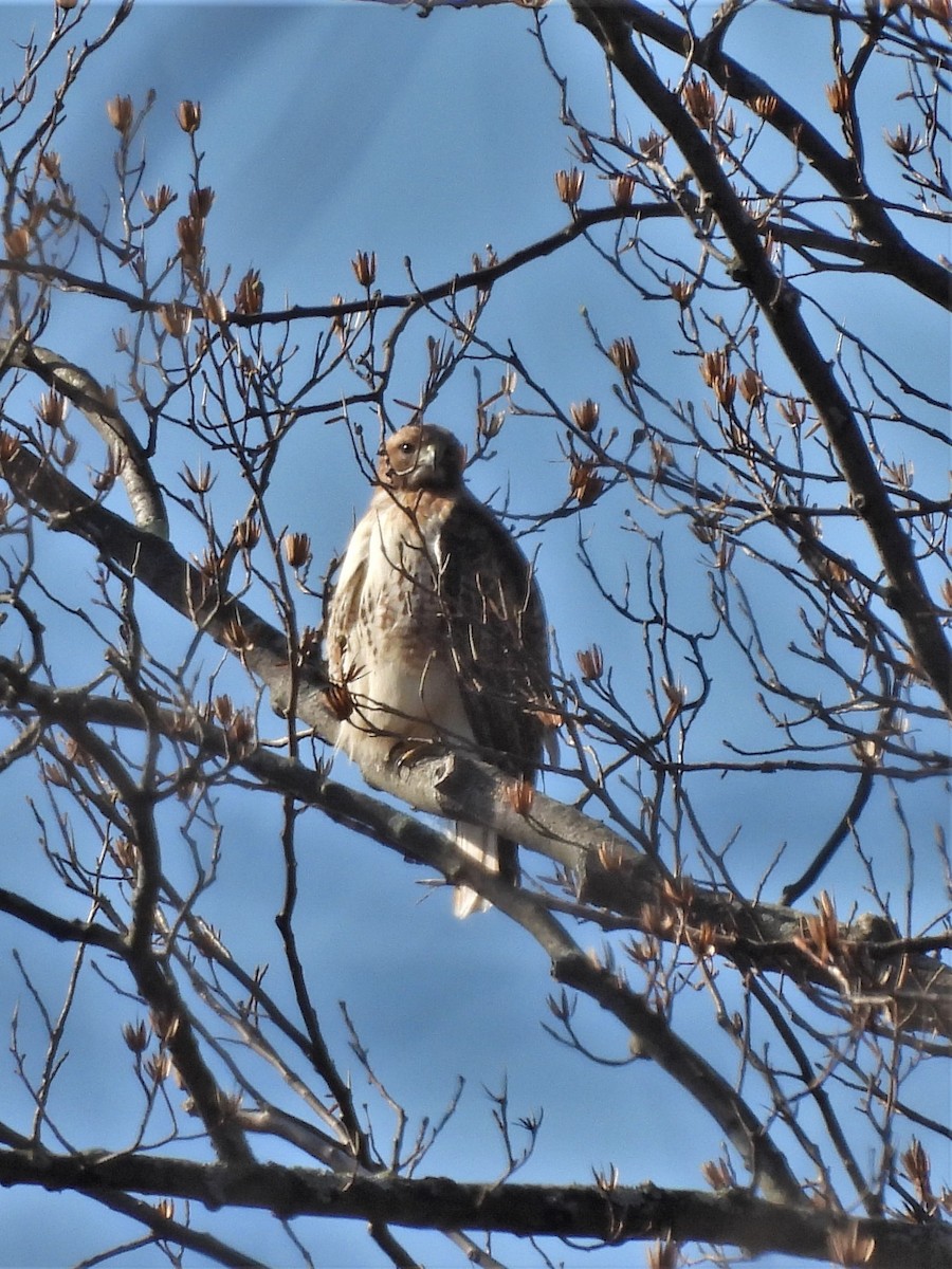 Red-tailed Hawk - ML425853081
