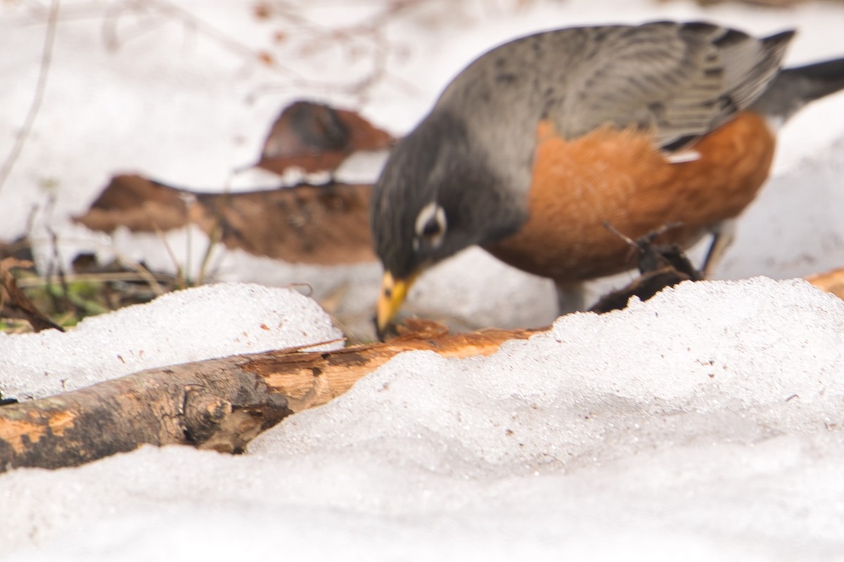 American Robin - ML425853201