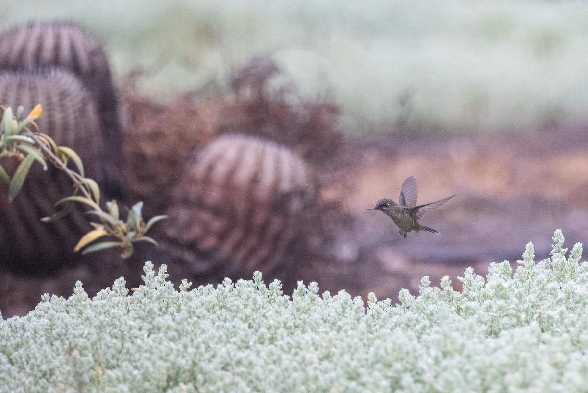 Green-backed Firecrown - ML425854061