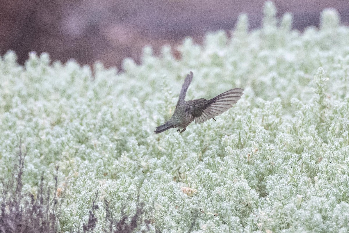 Green-backed Firecrown - ML425854081