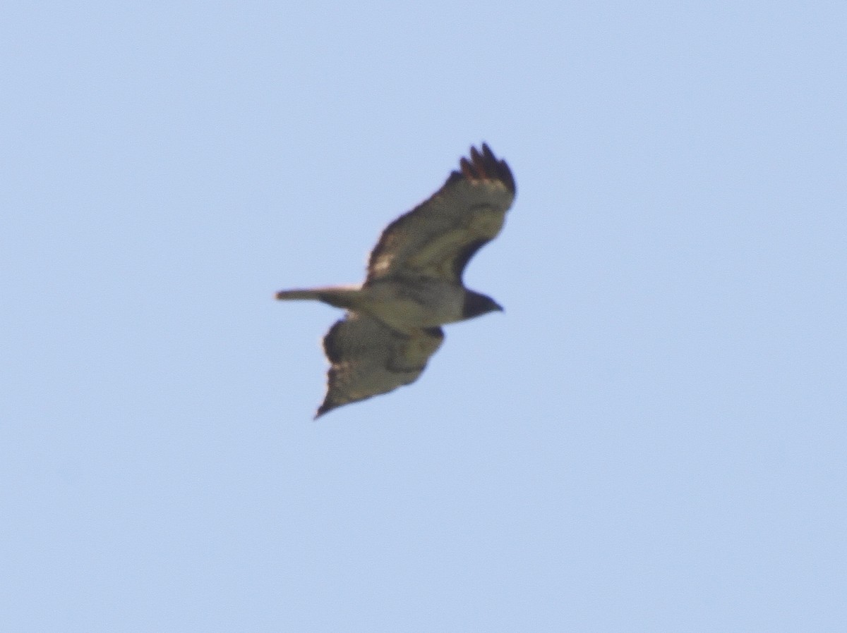 Red-tailed Hawk - ML425854631