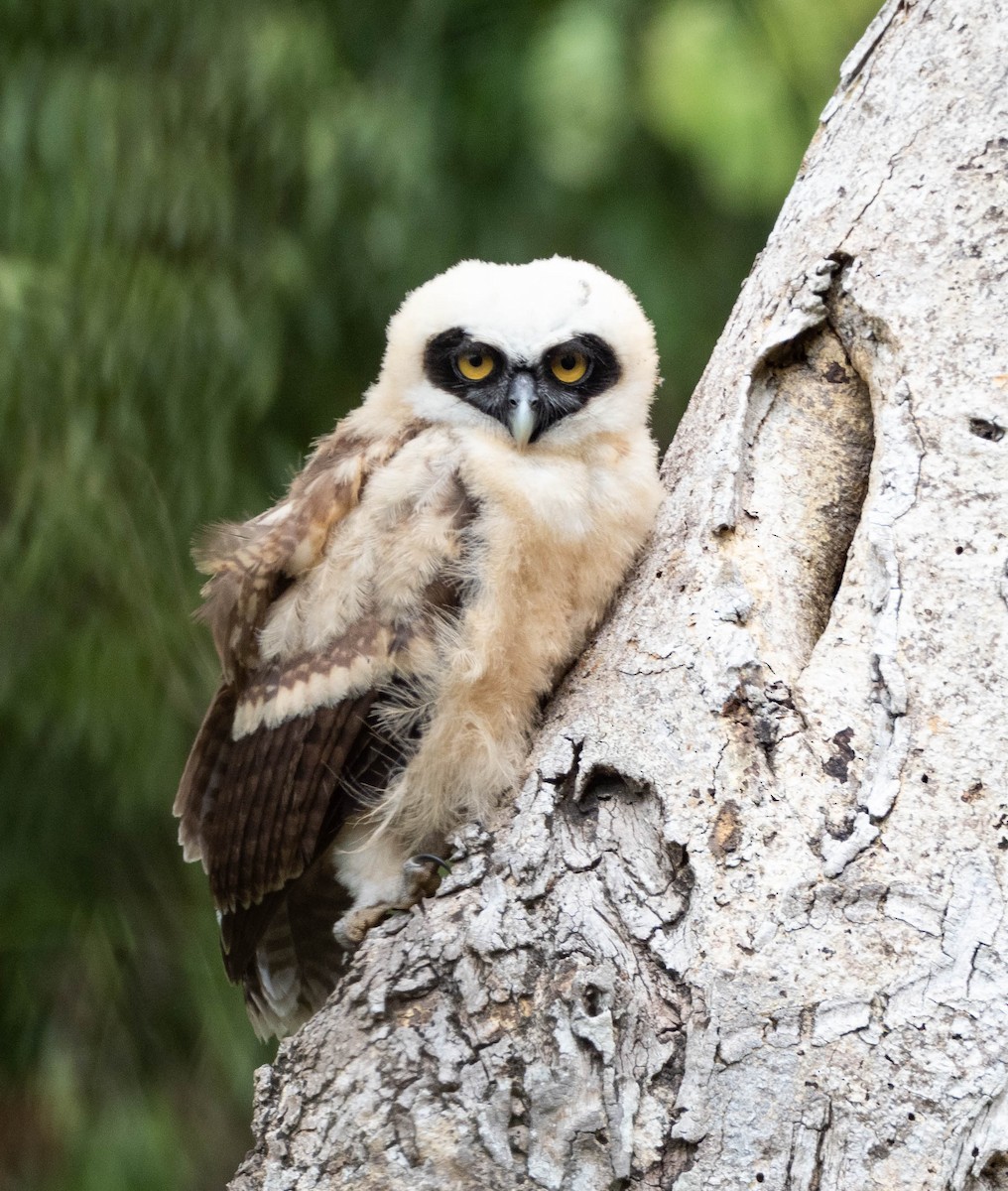 Spectacled Owl - ML425855281