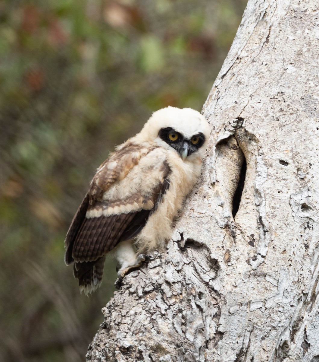 Spectacled Owl - ML425855301