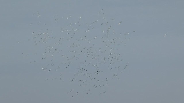 Northern Pintail - ML425855391