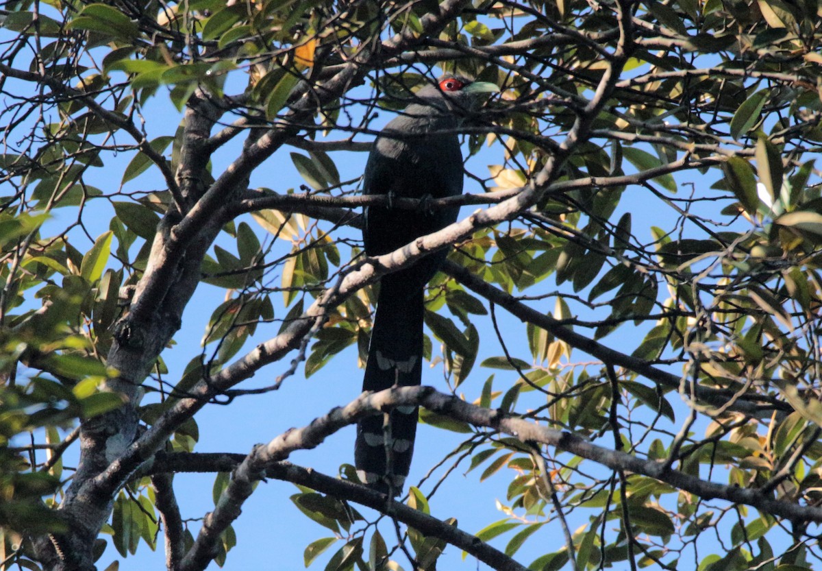 Chestnut-bellied Malkoha - ML42585541