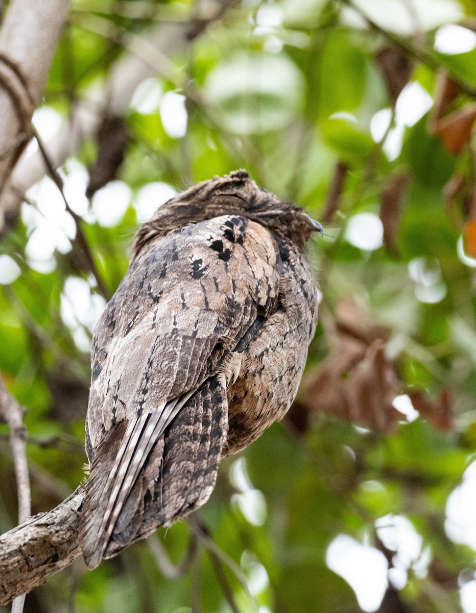 Common Potoo - Craig Swolgaard