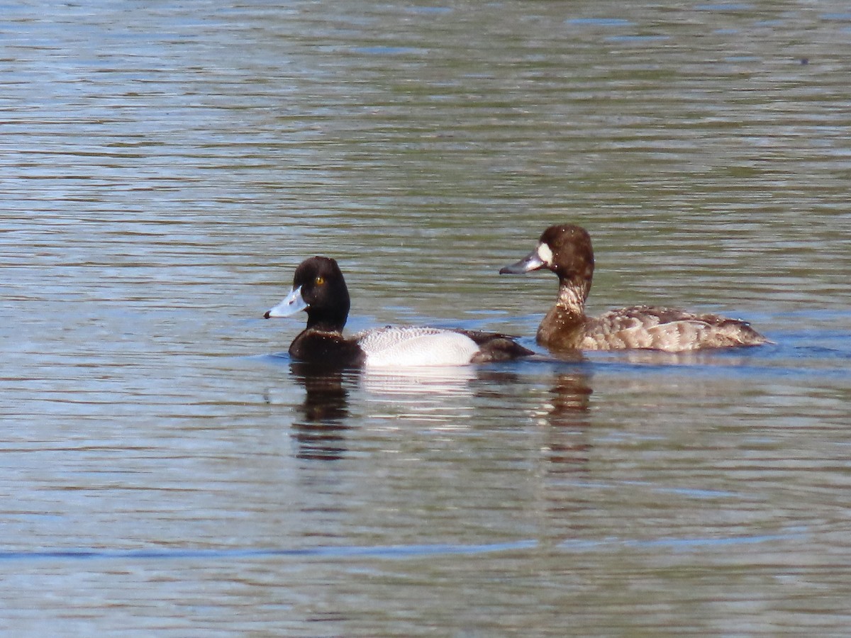 Lesser Scaup - Barry Kinch