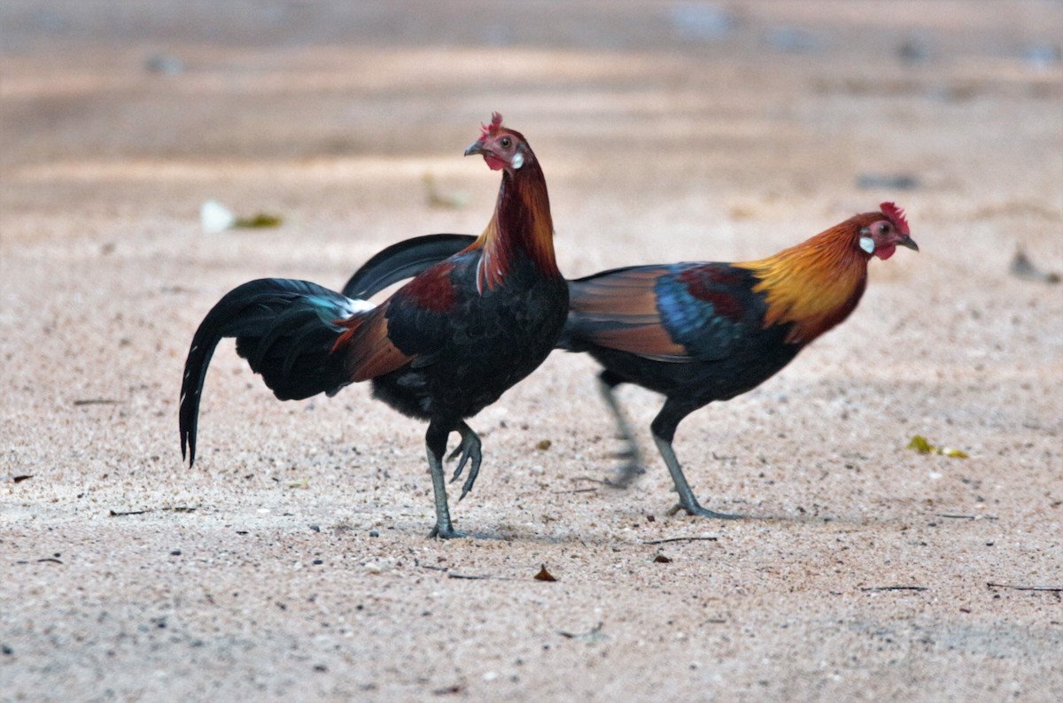 Red Junglefowl - ML42585861