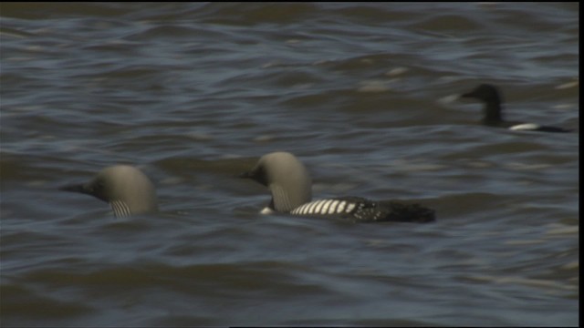 Pacific Loon - ML425859