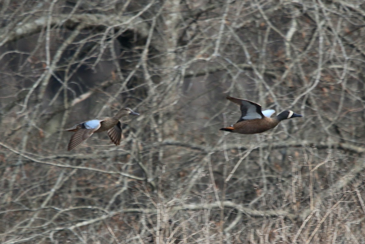 Blue-winged Teal - ML425861111