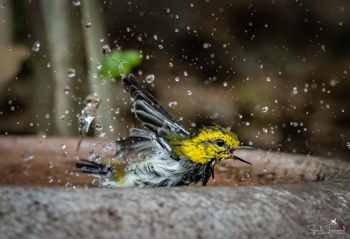 Black-throated Green Warbler - Sandy Townsend