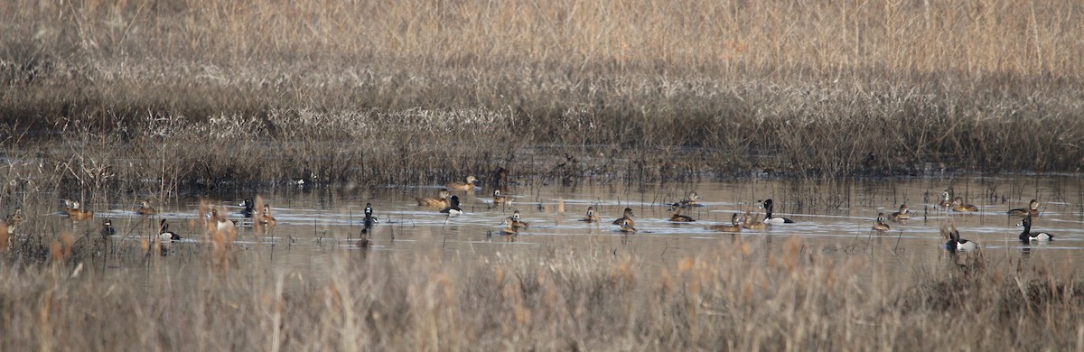 Ring-necked Duck - ML425861211