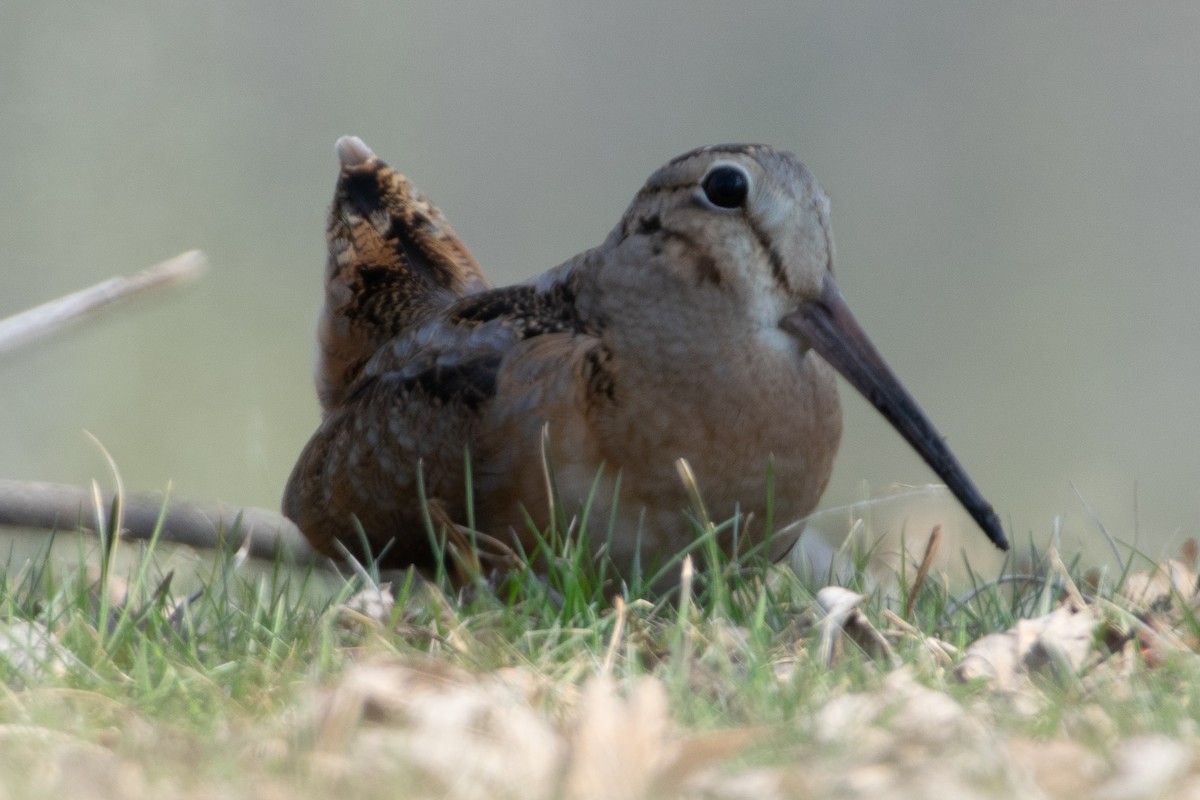 American Woodcock - ML425861651