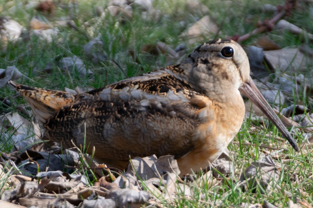 American Woodcock - ML425861661