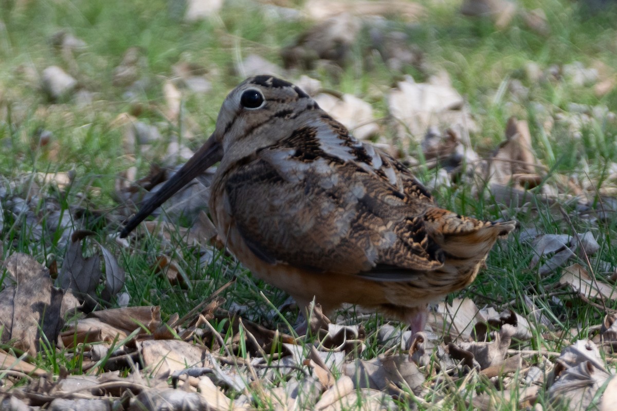 American Woodcock - ML425861681