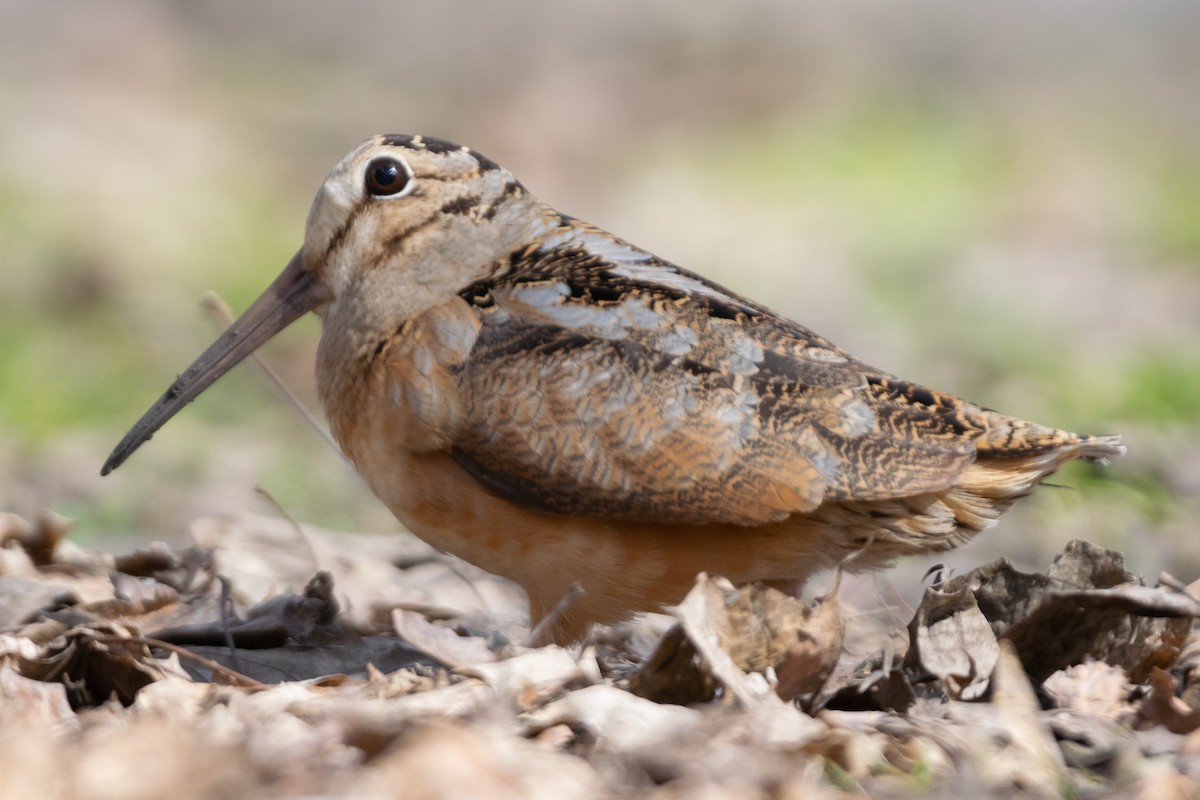 American Woodcock - ML425861751