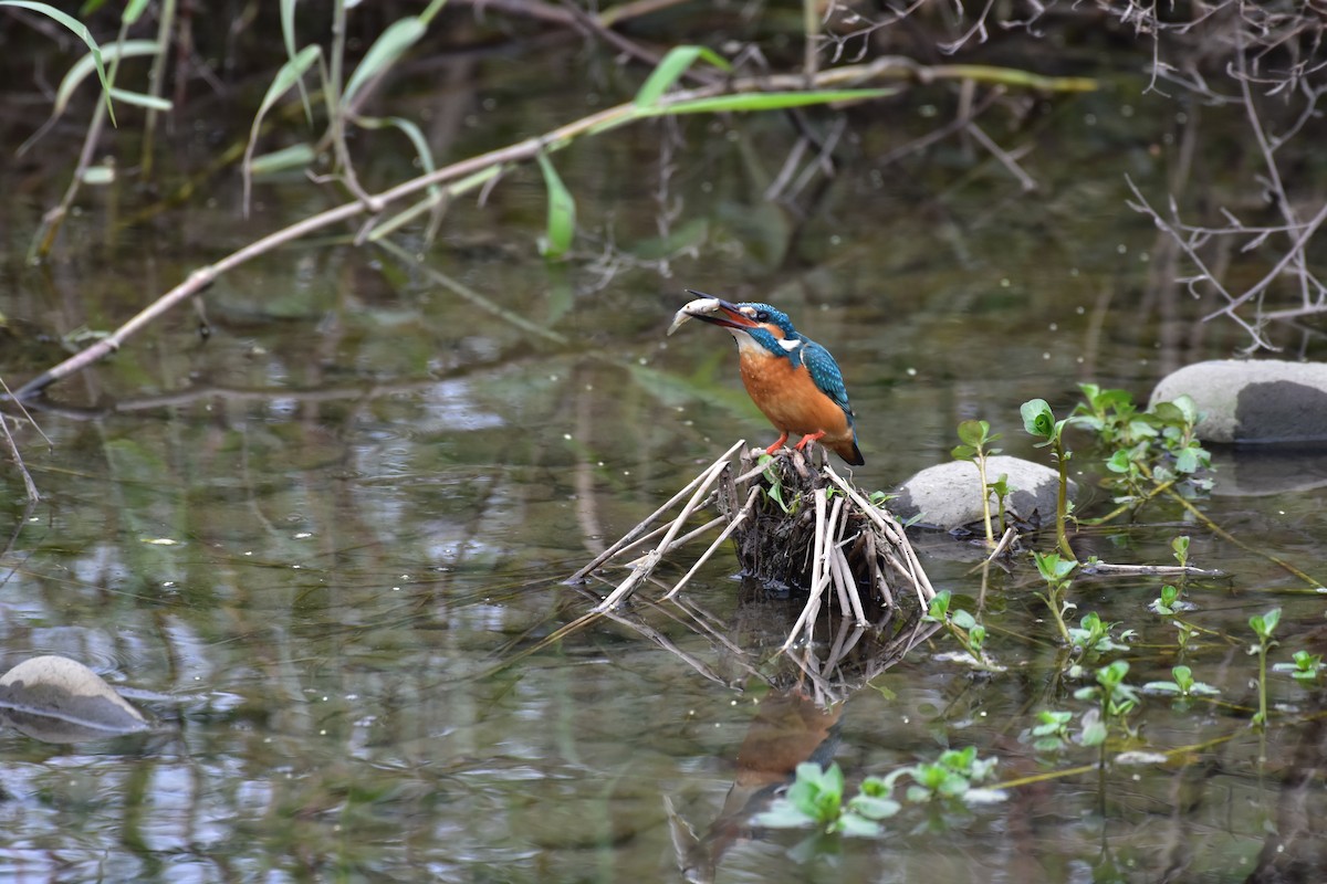 Common Kingfisher - Chun-Chieh Liang