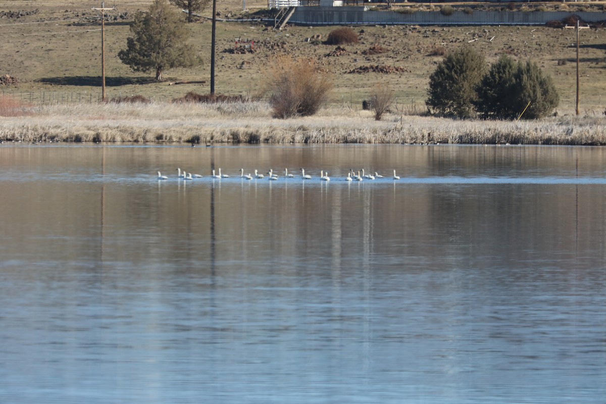 Tundra Swan - ML425866511