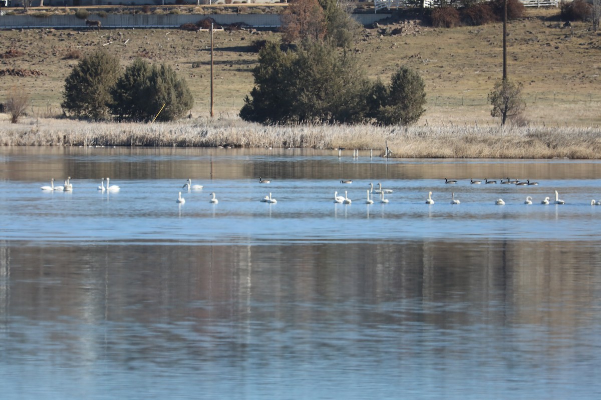 Tundra Swan - ML425866521