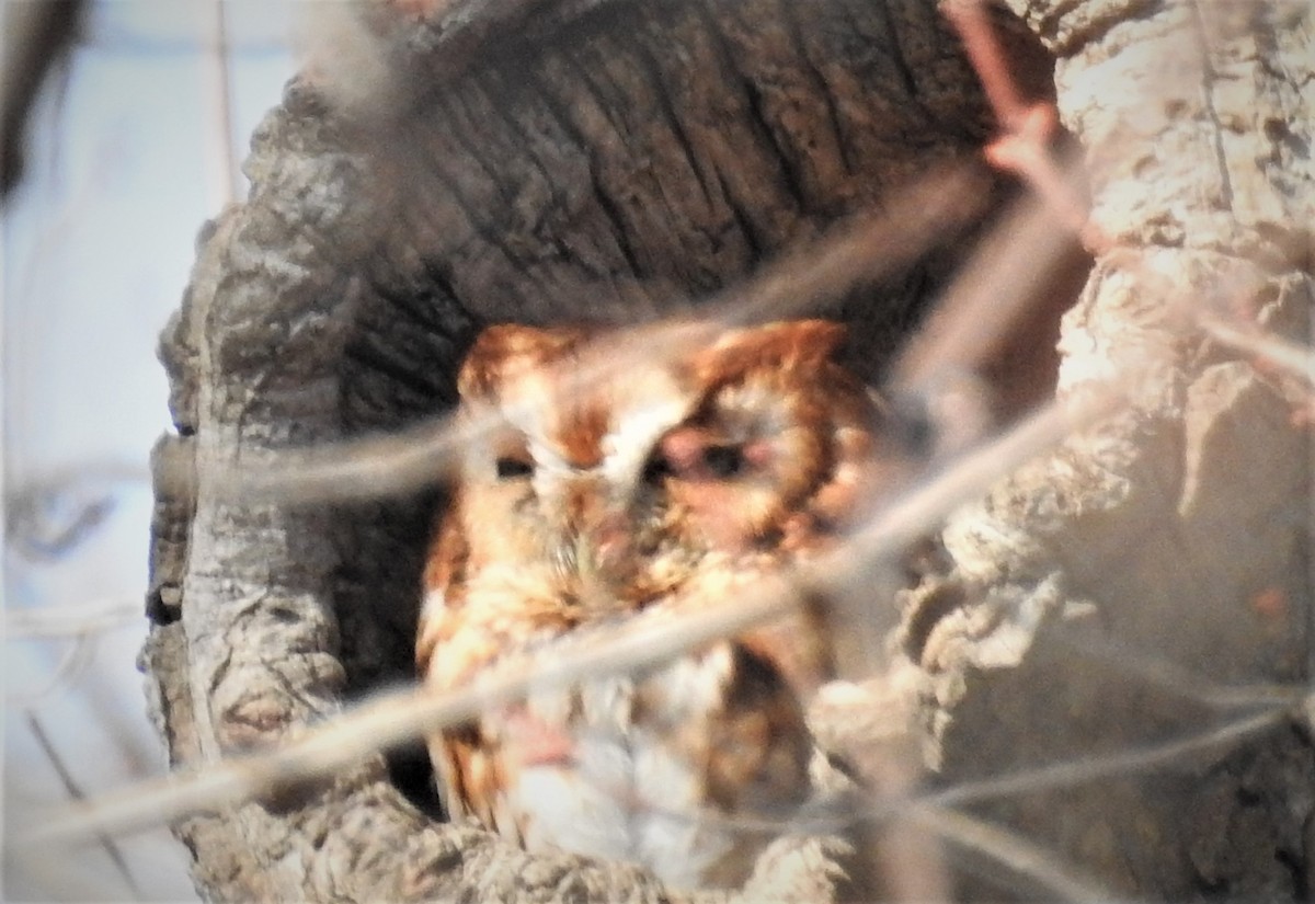 Eastern Screech-Owl - GARY STRAUS