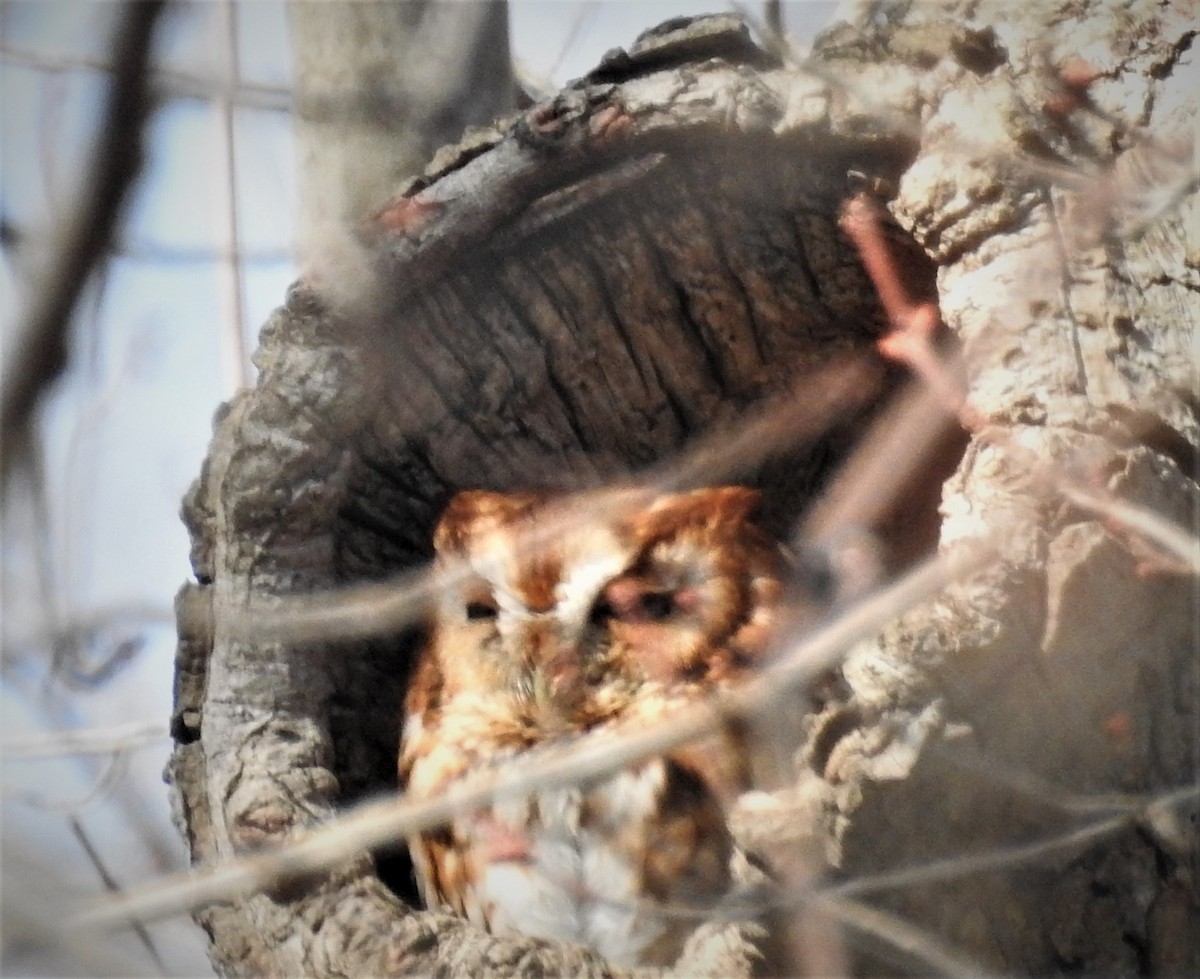 Eastern Screech-Owl - GARY STRAUS