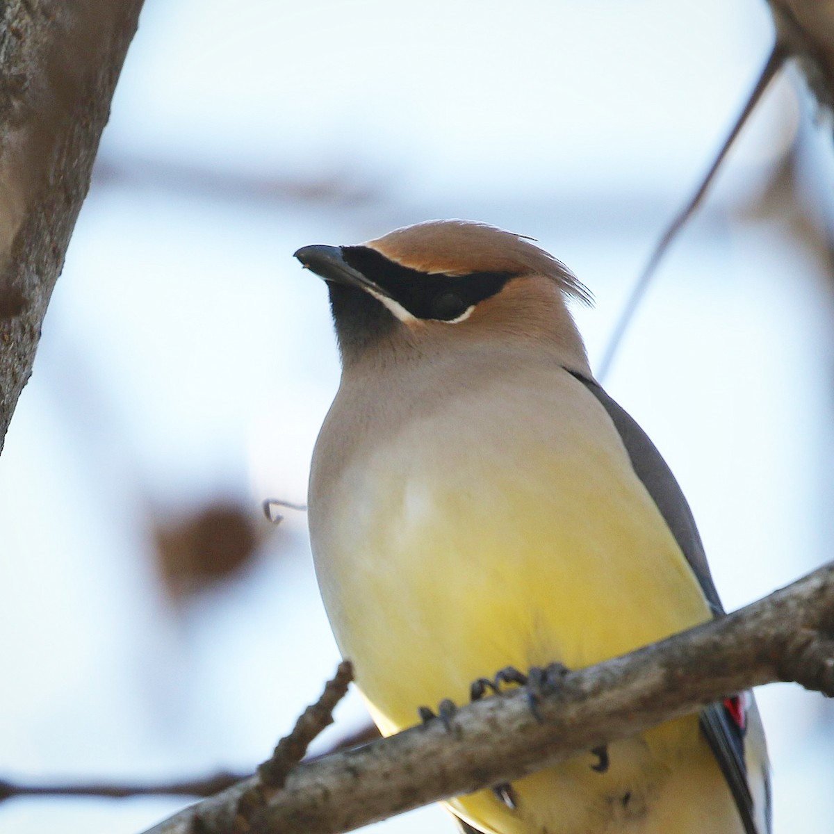 Cedar Waxwing - ML425868201