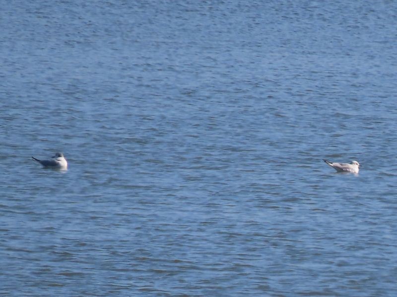 Bonaparte's Gull - ML425869471