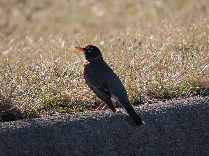 American Robin - Tracy The Birder