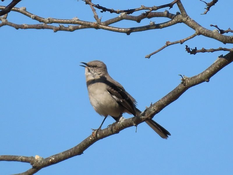 Northern Mockingbird - Tracy The Birder