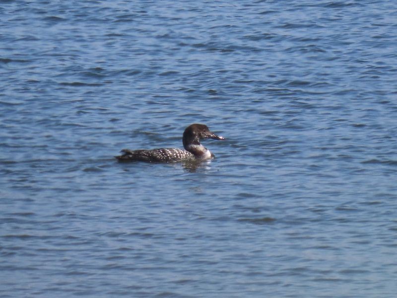 Common Loon - ML425869691