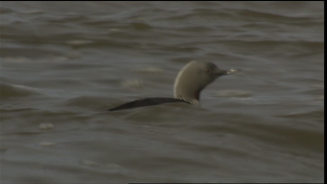 Red-throated Loon - ML425870