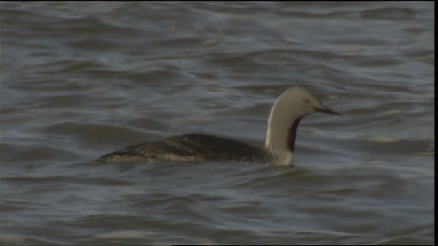 Red-throated Loon - ML425871