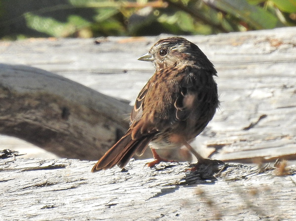 Song Sparrow - ML425871511