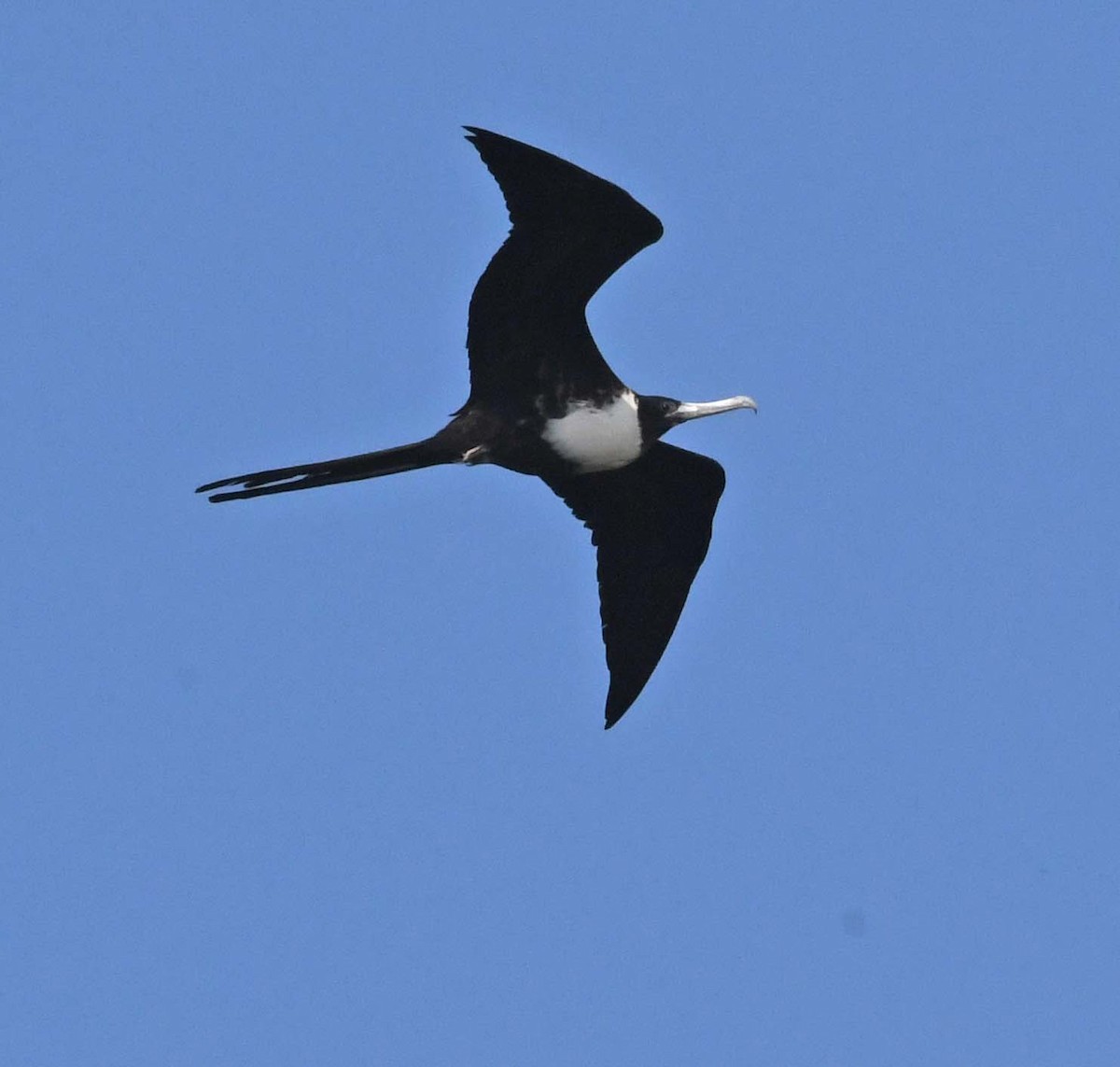 Magnificent Frigatebird - ML425871671