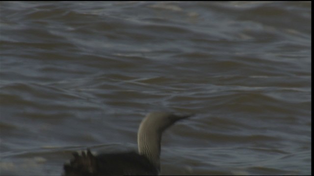 Red-throated Loon - ML425872