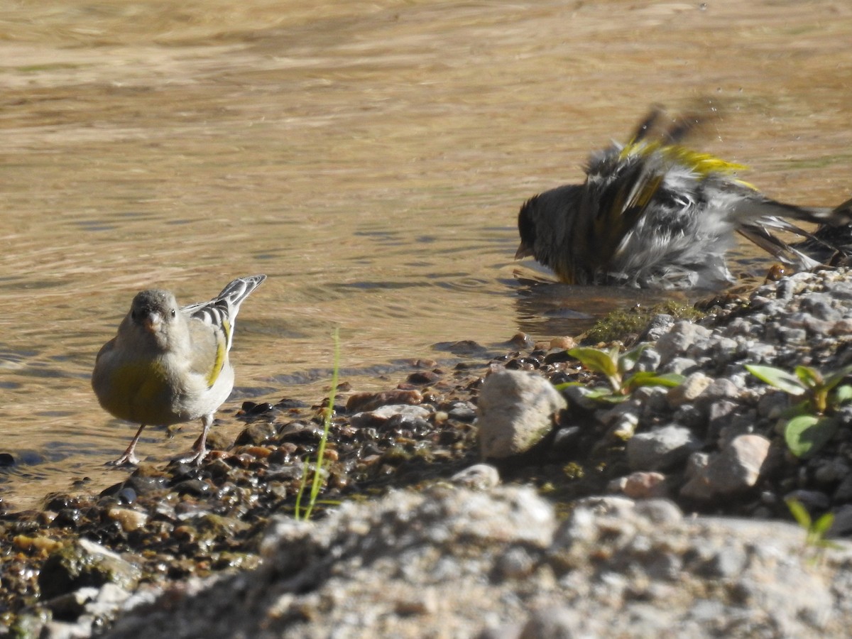 Chardonneret gris - ML425872311