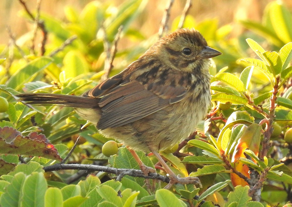 Song Sparrow - ML425872911