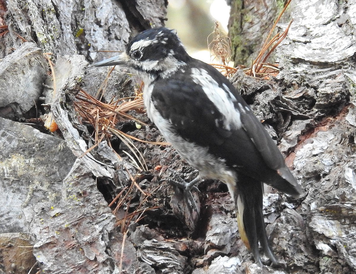 Hairy Woodpecker - ML425872941