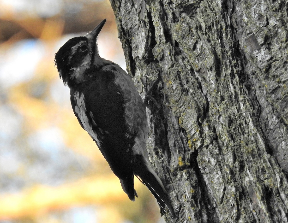 Hairy Woodpecker - ML425872971