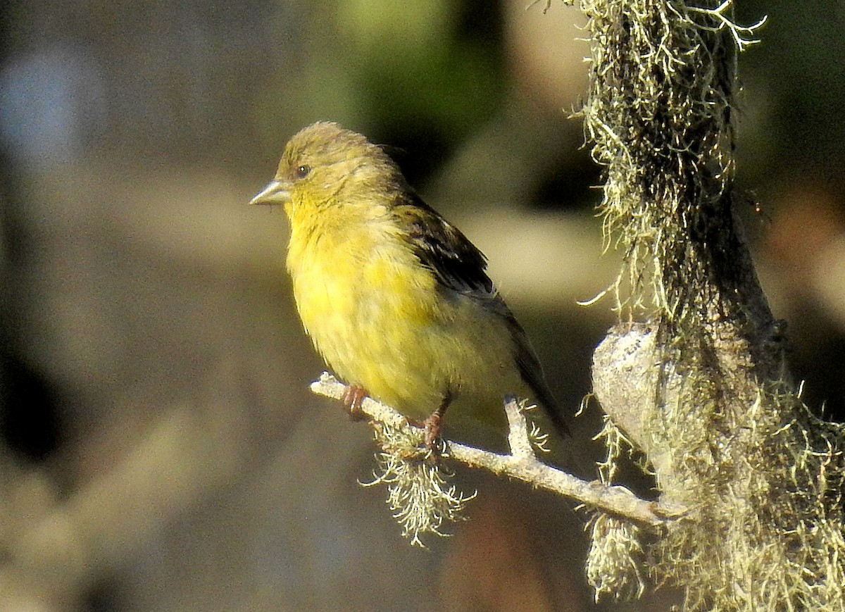 Lesser Goldfinch - ML425873131