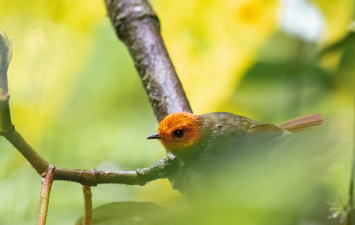 Rufous-headed Pygmy-Tyrant - ML425875361