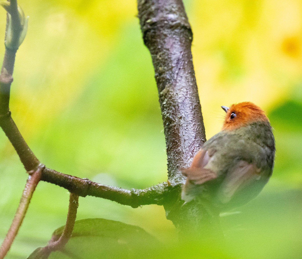 Rufous-headed Pygmy-Tyrant - ML425875371