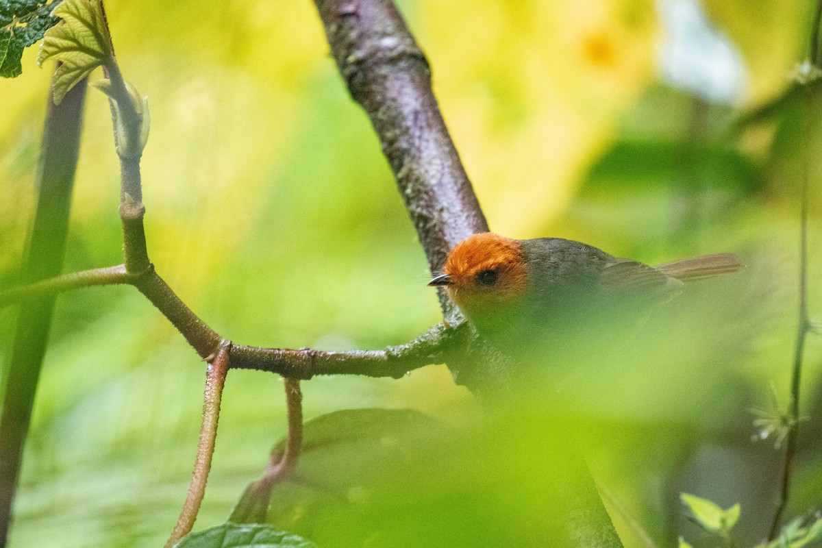 Rufous-headed Pygmy-Tyrant - ML425875401