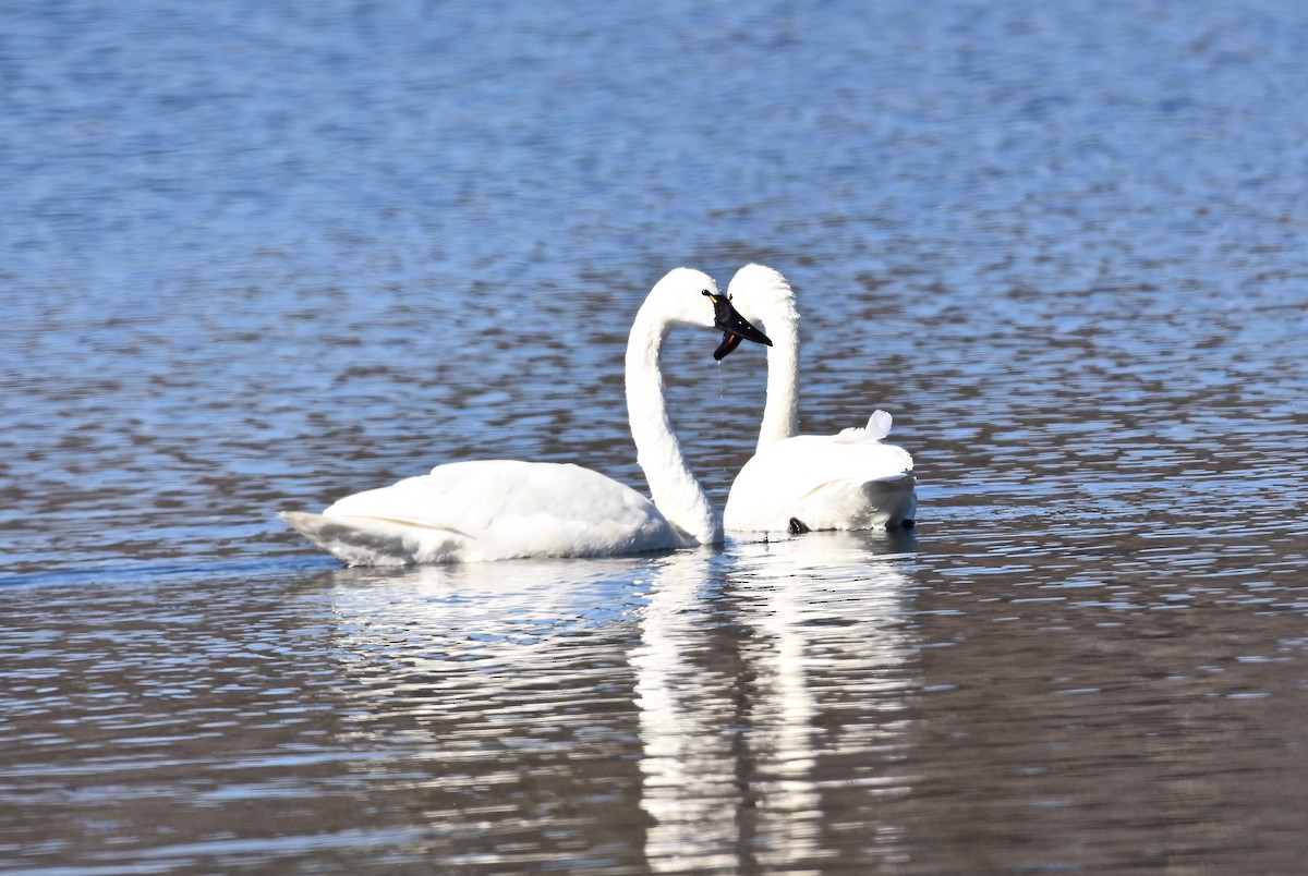 Tundra Swan - Patricia Zucco