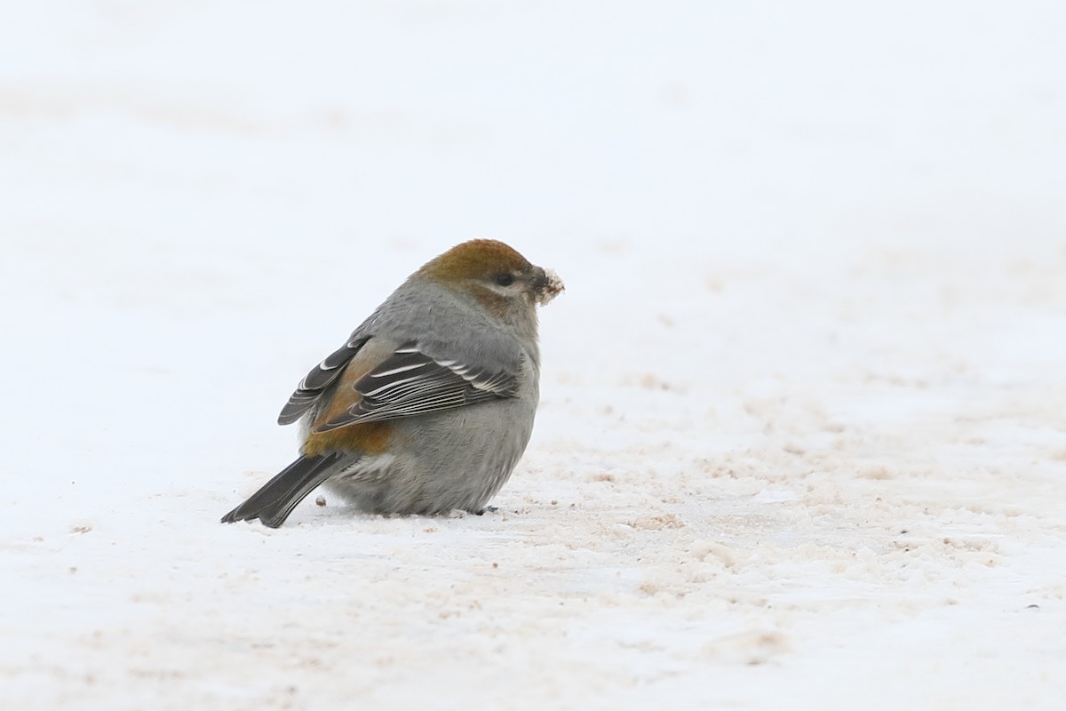 Pine Grosbeak - ML425875921